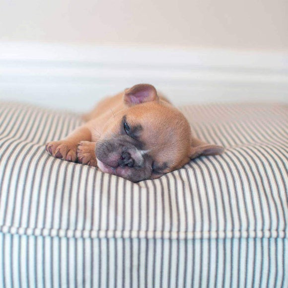 Lords and Labradors Striped Dog Cushion, product image 12
