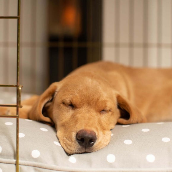 Lords and Labradors Spotty Dog Cushion, product image 6